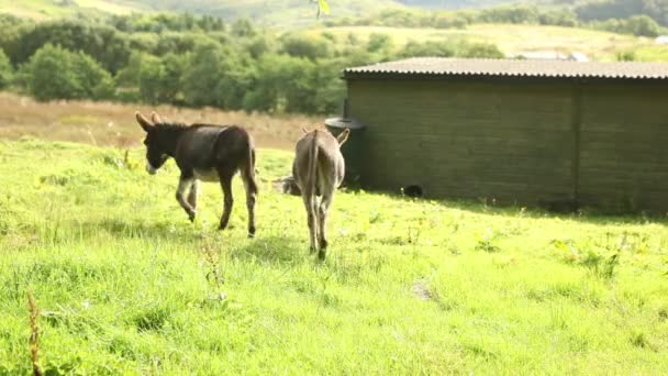 deux ânes sur l'herbe à la ferme 