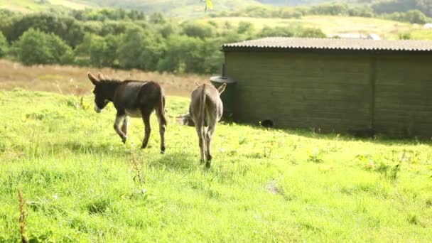 Två åsnor på gräs på gård — Stockvideo