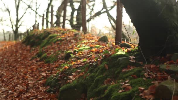 Herfst landelijke weg — Stockvideo