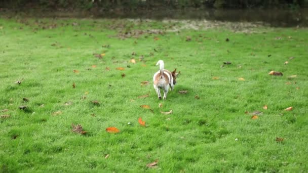 Leuke honden spelen in overstroomd tuin — Stockvideo