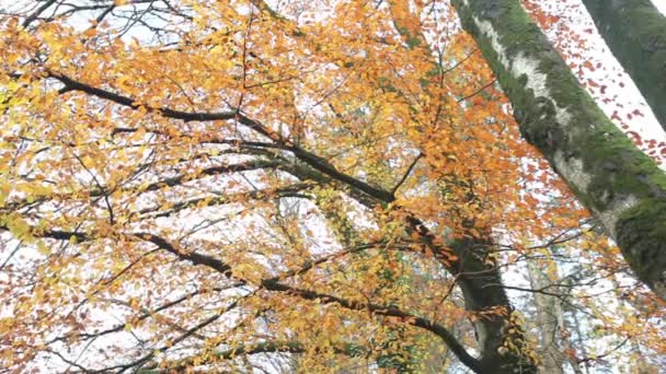 Hermoso árbol de otoño — Vídeo de stock