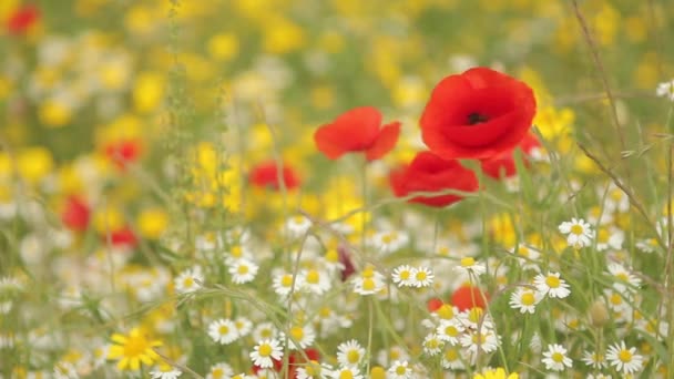 Champ de fleurs sauvages colorées — Video