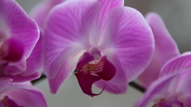 Hermosas orquídeas rosadas — Vídeos de Stock