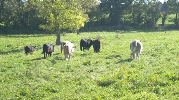 Корови пасуться на зеленому пасовищі — стокове відео