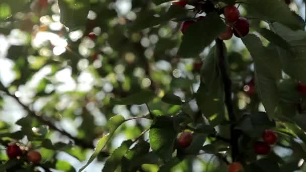 Érett cseresznye egy fán — Stock videók