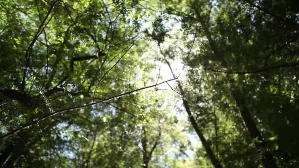 Nature Tracking Shot — Videoclip de stoc