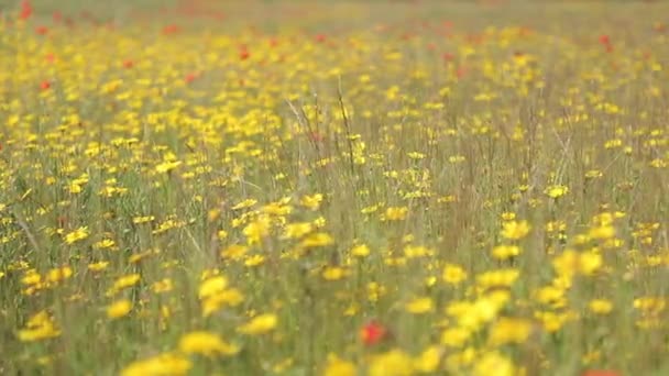 Campo de flores silvestres coloridas — Vídeo de Stock