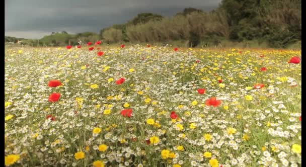 Red poppies field — Stock Video