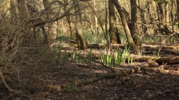 Slider forêt de printemps — Video