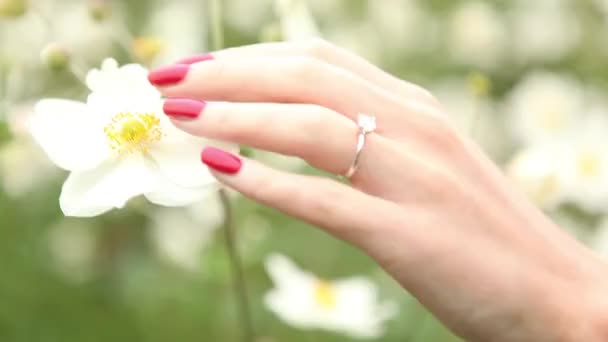 Donna mano che tiene fiore bianco — Video Stock