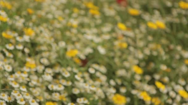 Champ de fleurs sauvages colorées 