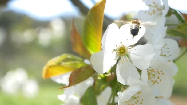 Bee flying over cherry tree flowers