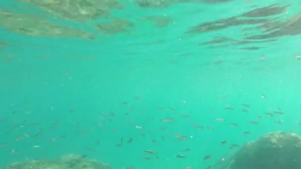 Fische unter Meerwasser — Stockvideo