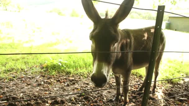 Burro atrás de cerca na fazenda — Vídeo de Stock