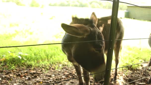 Donkey behind fence at farm — Stock Video