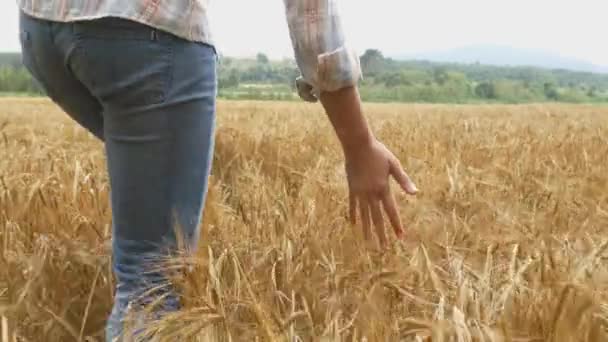 Piękna dziewczyna w polu pszenicy — Wideo stockowe