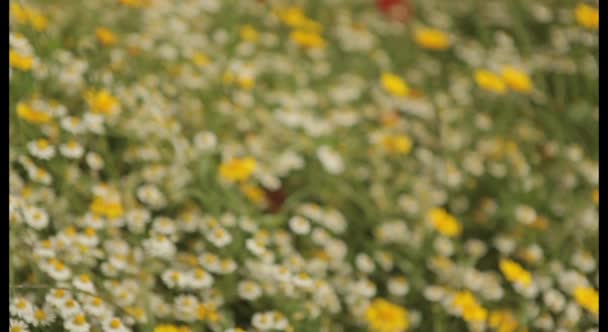 Champ de fleurs sauvages colorées 