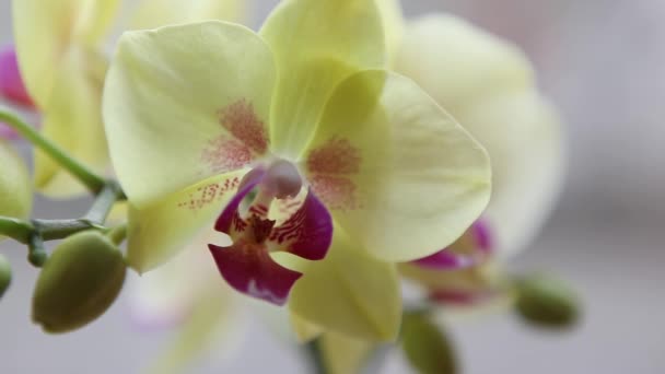Vackra gula orkidéer — Stockvideo