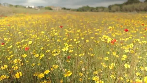 Campo colorido de flores silvestres — Vídeos de Stock