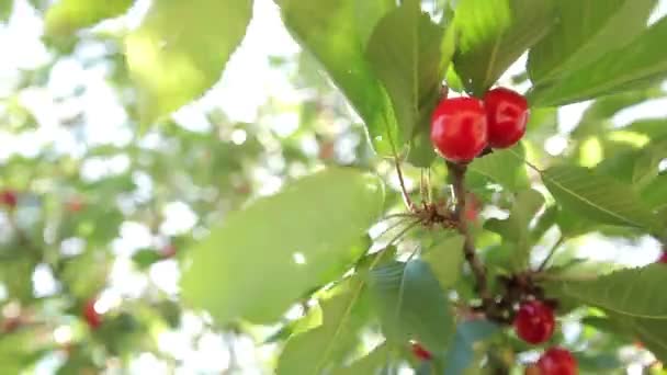 Cerejas maduras em uma árvore — Vídeo de Stock