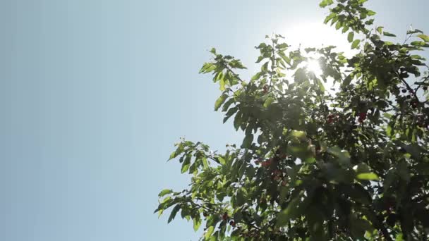 Reife Kirschen auf einem Baum — Stockvideo