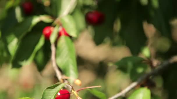 Cerezas maduras en un árbol — Vídeos de Stock