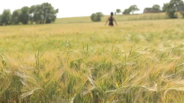 Dziewczyna, chodzenie w dziedzinie dojrzałej pszenicy — Wideo stockowe