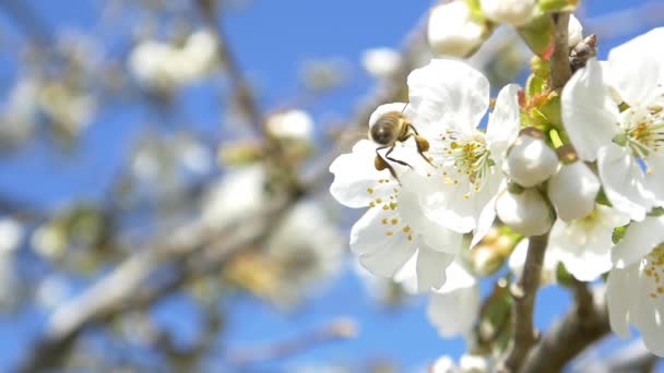 Bijen vliegen over de bloemen van de kersenboom — Stockvideo