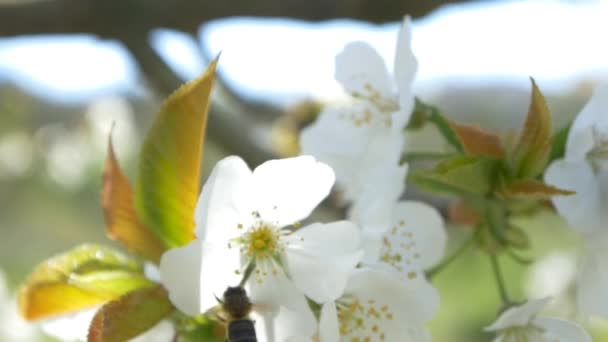 Abeja volando sobre flores de cerezo — Vídeos de Stock