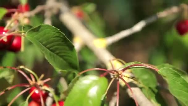 女性のさくらんぼを収穫 — ストック動画