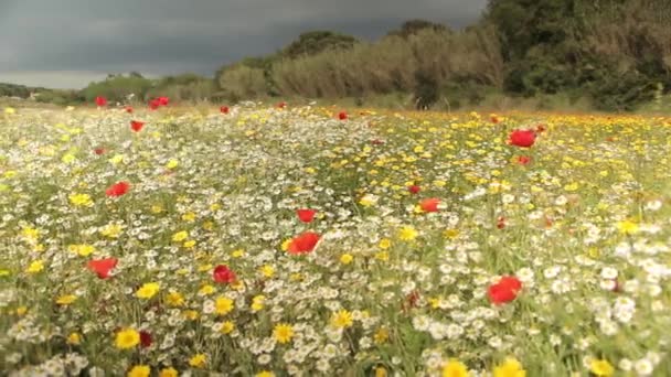 Kleurrijke wilde bloemen veld — Stockvideo