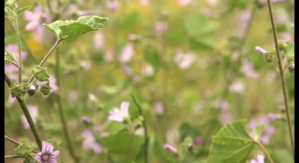 Campo colorido de flores silvestres — Vídeo de stock