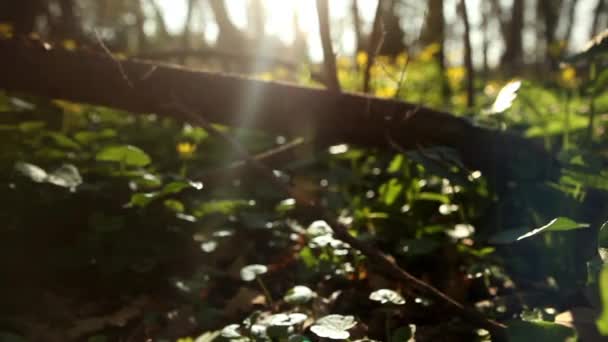 Colpo di tracciamento della natura — Video Stock