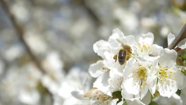 Abeja volando sobre flores de cerezo — Vídeo de stock