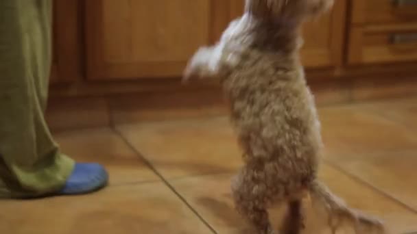 Poodle puppy taking food — Stock Video