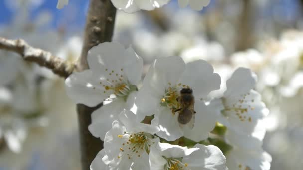 Bijen vliegen over de bloemen van de kersenboom — Stockvideo