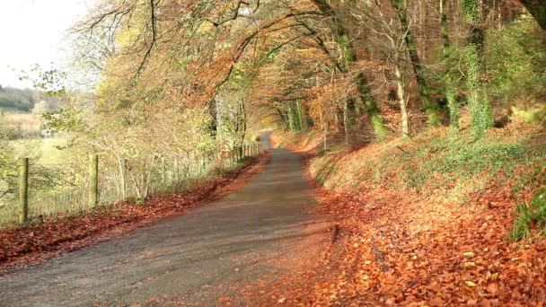 Autumn rural road — Wideo stockowe