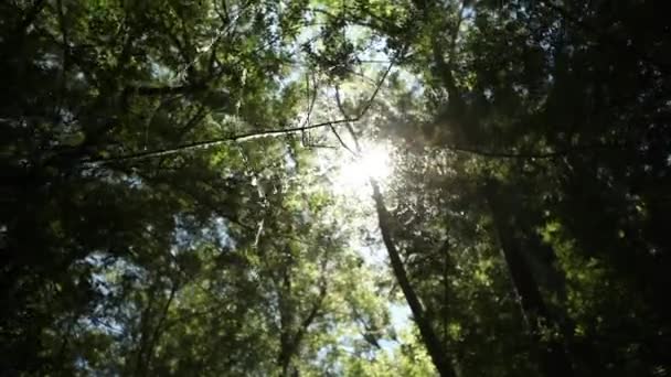 ภาพการติดตามธรรมชาติ — วีดีโอสต็อก