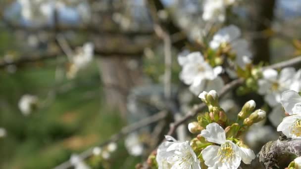 Пчела пролетела над цветами вишни — стоковое видео