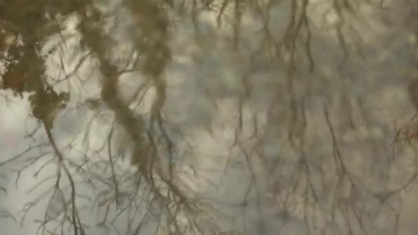 Bomen reflectie op water — Stockvideo