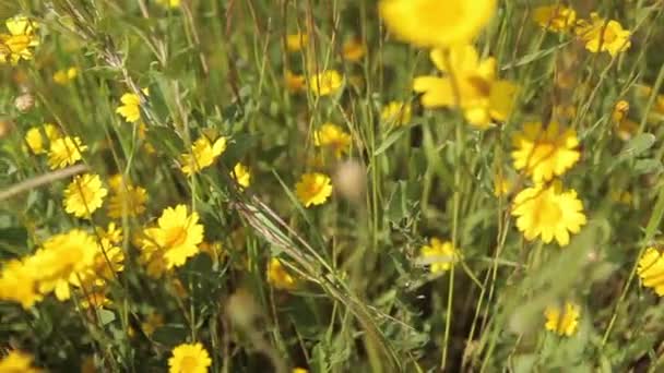 Färgglada blommor fält — Stockvideo