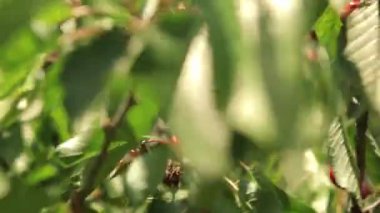 Olgun kirazlar ağaçta