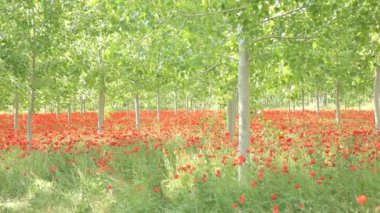 Kırmızı poppies alan