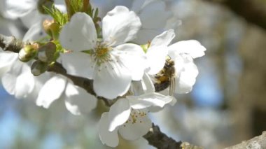Kiraz ağacı çiçek üzerinde uçan arı