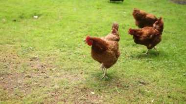 çimenlerin üzerinde yürüyüş tavuk