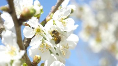 Kiraz ağacı çiçek üzerinde uçan arı