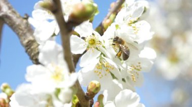 Kiraz ağacı çiçek üzerinde uçan arı