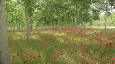 Kırmızı poppies alan