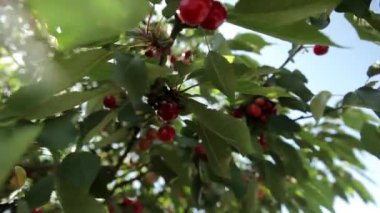 Olgun kirazlar ağaçta