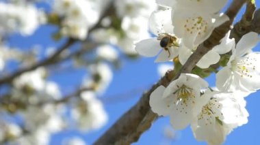 Kiraz ağacı çiçek üzerinde uçan arı